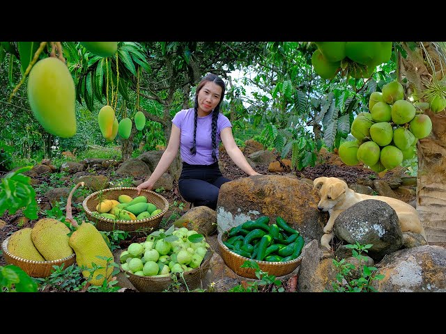 365 day Harvesting : Mango, Guava, Avocado, Coconut, Jackfruit to Sell at Market | Dương Harvest