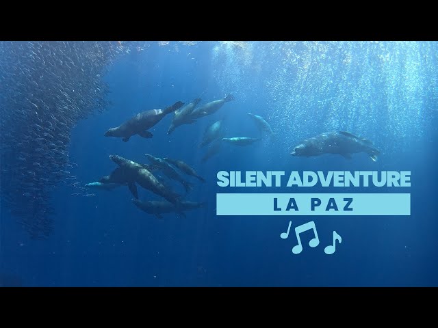 Scuba Diving in the Beautiful Waters of La Paz