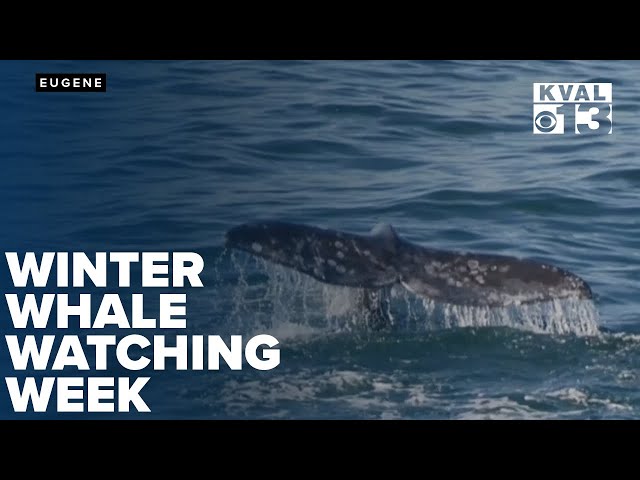 Winter whale watching week starts soon: Spot grey whales along the Oregon Coast