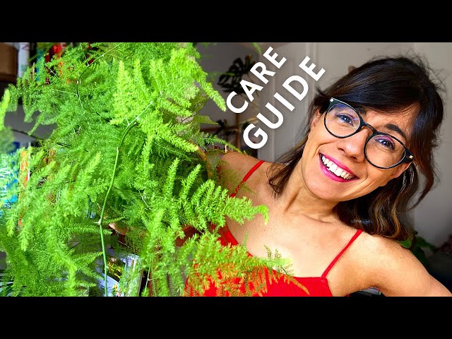 Just got an asparagus fern? WATCH THIS!