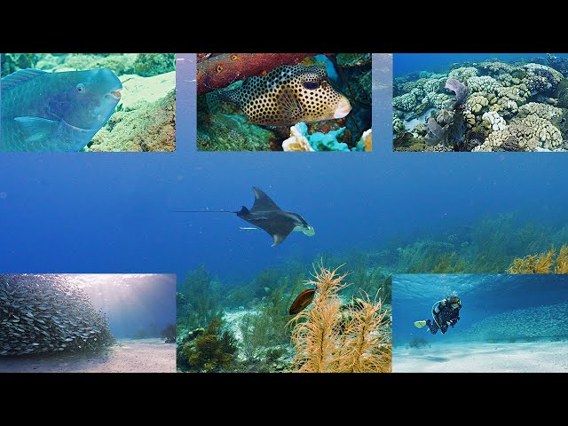 Wind Brings Life to the Reef Bonaire ep. 50