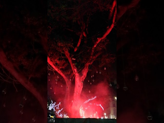 El Árbol Encantado Alameda Principal De Málaga, España. 18 Diciembre 2019