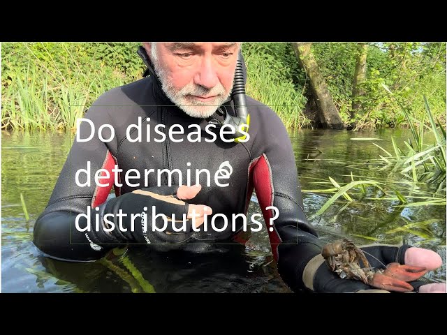 Do diseases determine distributions?