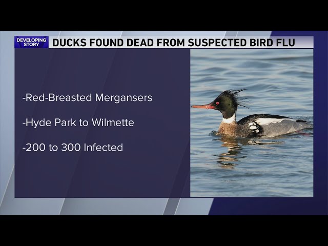 Hundreds of ducks found sick or dead of suspected bird flu along Lake Michigan, local conservation g