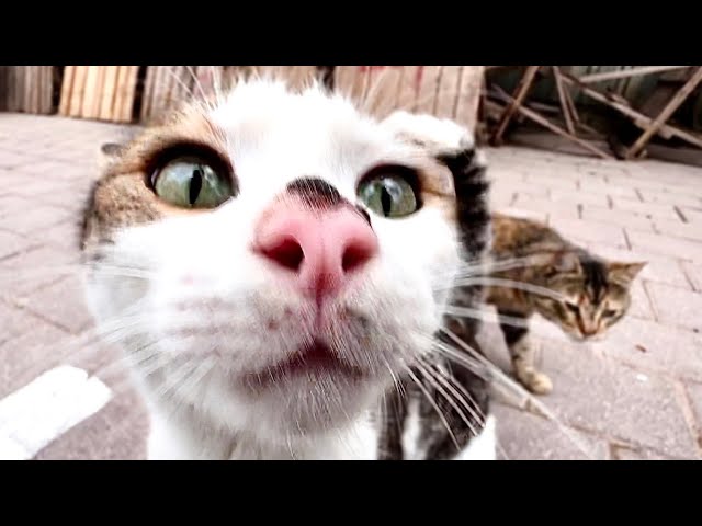 Craziest Street Cats Ever – Their Cuteness Will Make You Laugh!