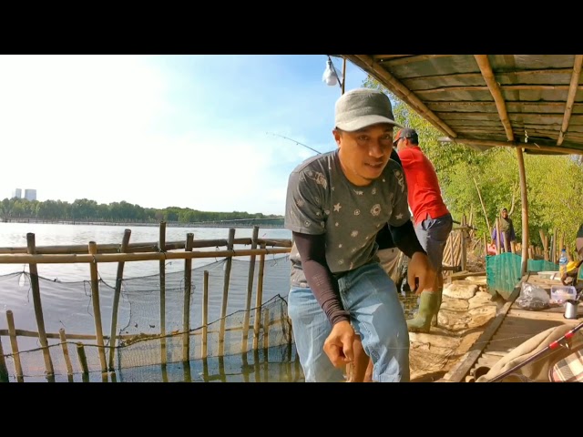 Mancing Ikan ❓ Mujaer Di Tambak Bandeng || Kapuk Kamal