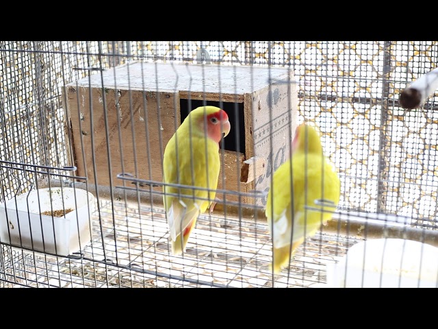 love bird chickes trying to come out from nest. lol.