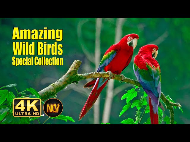 Birds Special Collection 2022 | copyright free video | Birds 4k Video Ultra Hd | Amazing Wild Birds