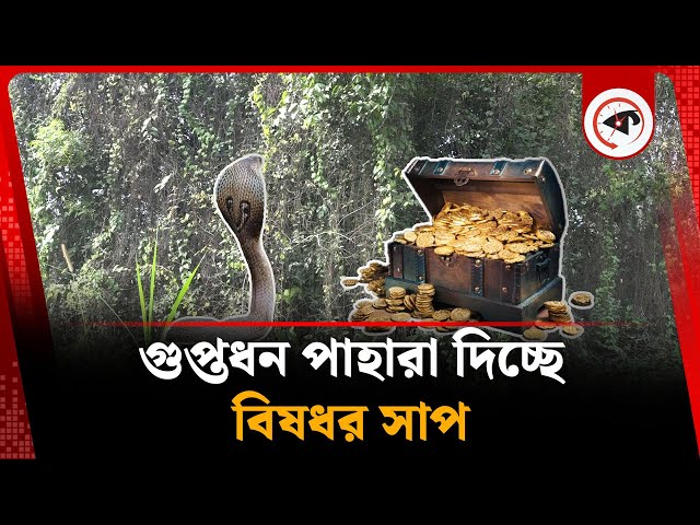 গুপ্তধন পাহারা দিচ্ছে বিষধর সাপ! | Treasure Trove | Snake | Bogura News | Kalbela