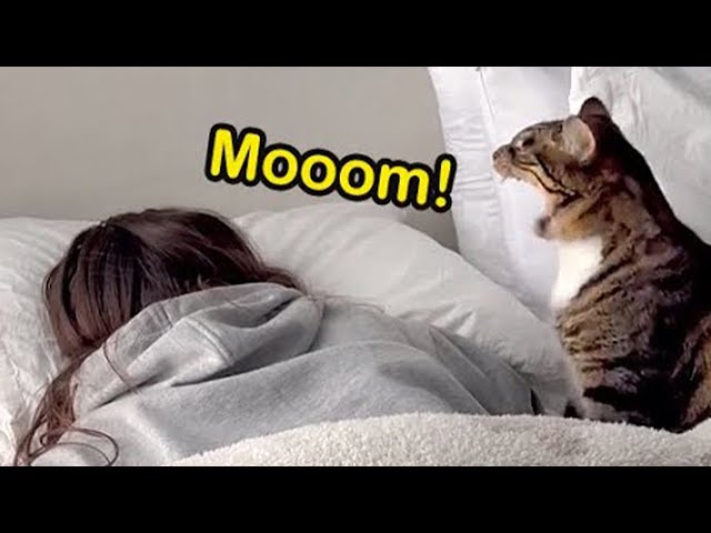 Cats use 1000  their energy 😹 Funny cat videos