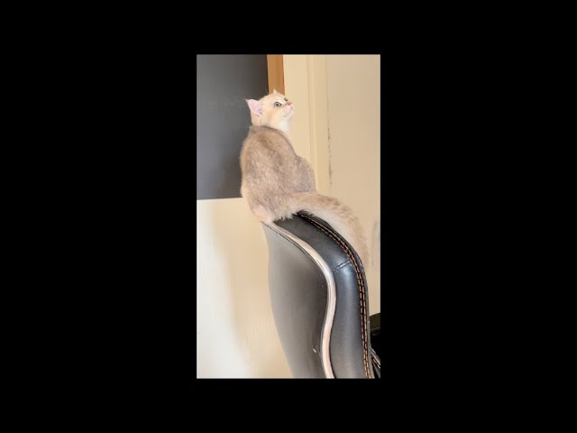 5 month old kitten cat sitting on top of sofa chair