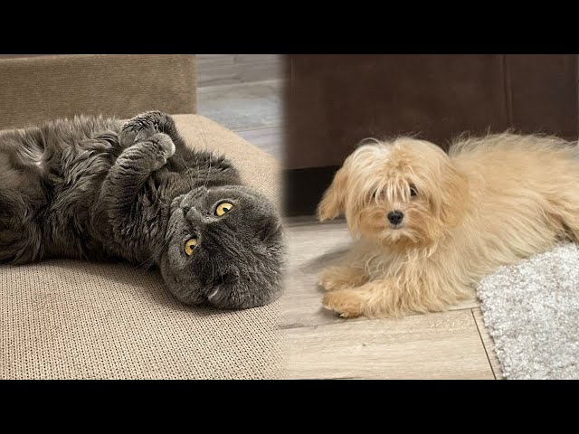 How the BOSS British Shorthair NEVER became friends with Maltipoo