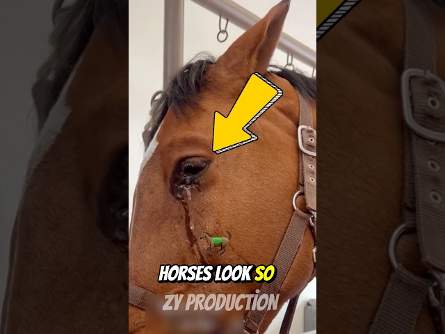 Do Horses Cry? Here is the Surprising Truth! #horse #animal