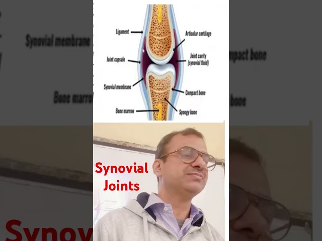 Synovial joint #nursingcompetition #anatomy #biology #jointhealth