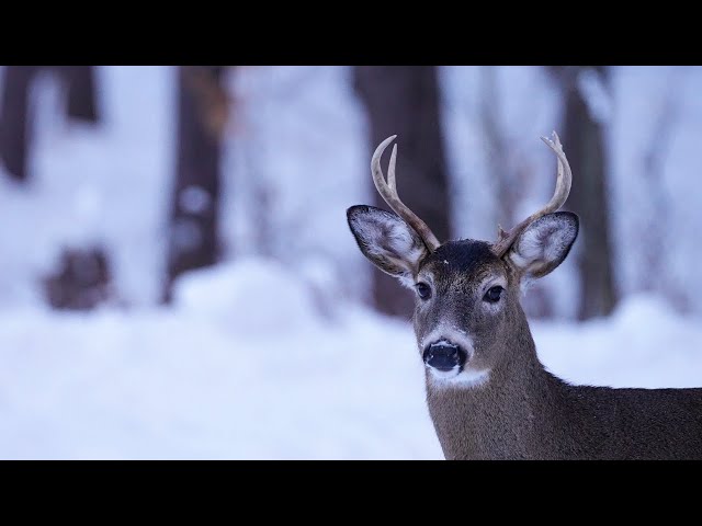 Winter in Canada | Nature and Relaxation | Calm Music 4K