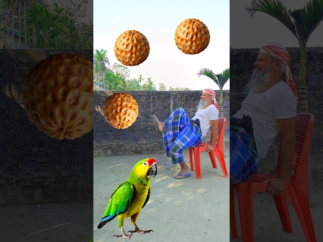 Rounding tigernuts to Duck, Peacock, Pigeon & Parrot - Birds names magic video