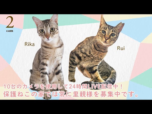 2️⃣ ✅おすすめ！保護猫LIVE配信✅ 【里親様募集中】｜保護ねこの家24時間ライブ配信