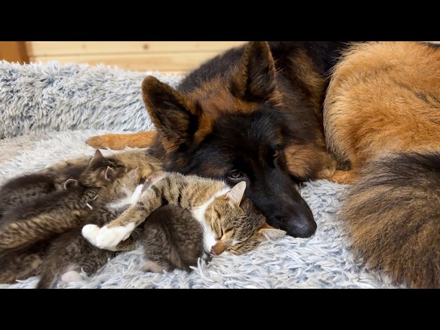 Gentle German Shepherd Helps Mama Cat Babysit Her Kittens