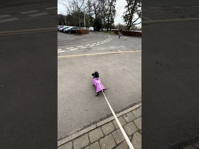 My dachshund waiting for her best friend🥹