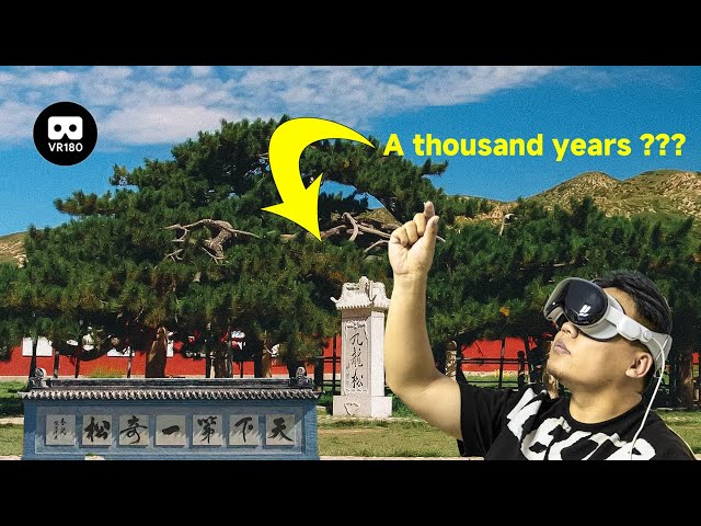 【VR180】I saw the most fantastic pine trees in China(The main feature)