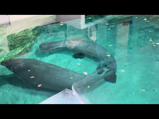 Manatees Cider and Mino - The Sea's - Epcot, Walt Disney World 02-07-2025