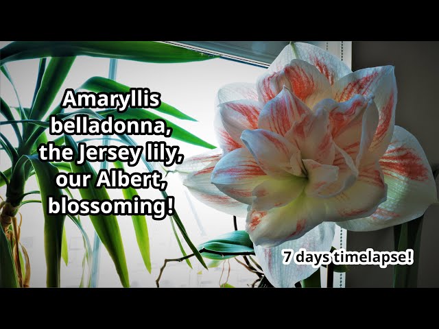 Albert blossoming timelapse