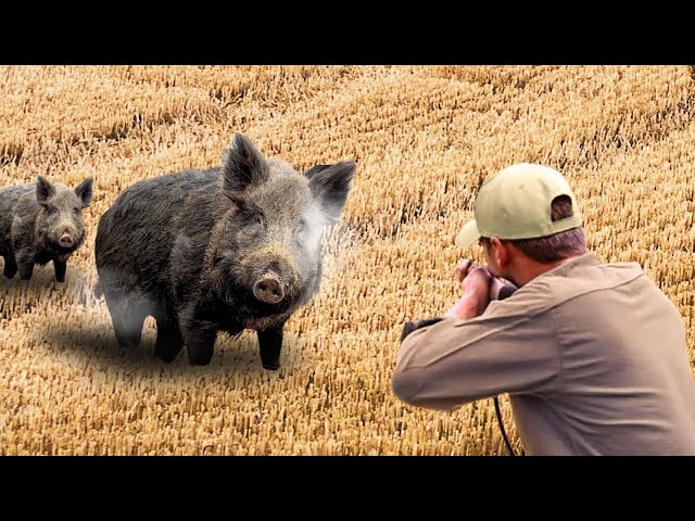 DANGEROUS GIANT BOARS TOP 50 WILD BOAR, MOST EXCITED HUNTING SCENES! #hoghunt #wildboar #wildpig