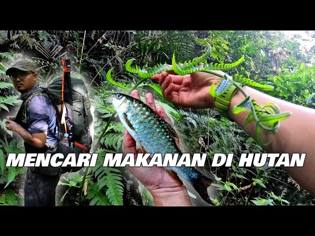 24 Jam Hidup Di Hutan | Bamboo Bushcraft Cooking | Wild Camping Malaysia | MONORAL Japan