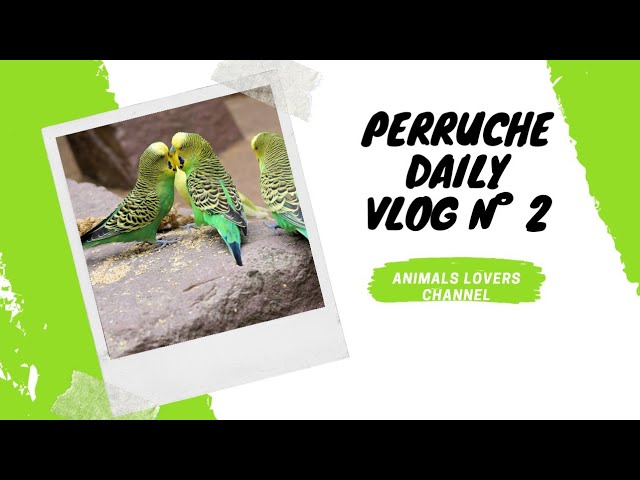 Vlog2 : budgies daily December 7, 2020