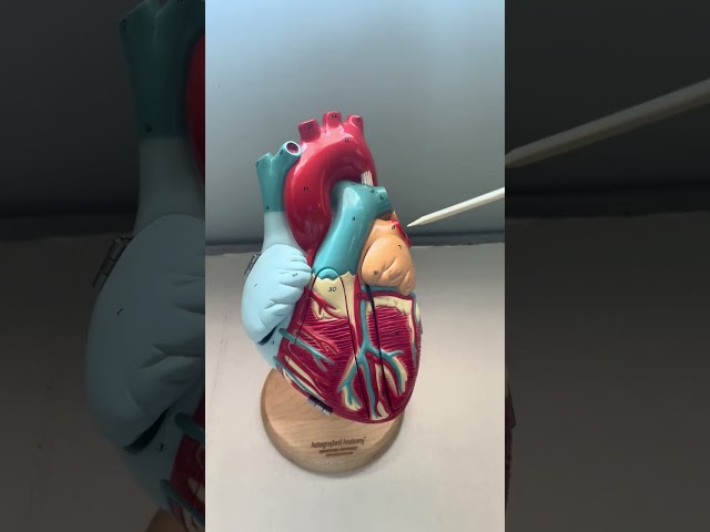 External Anatomy of the Heart