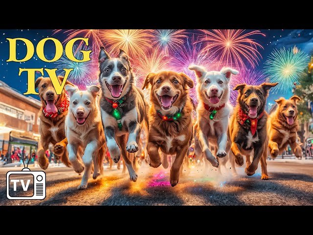 New Years Eve Music for Dogs & DOG TV✨Calm Your Dog to Firework & Loud Noise Anxiety