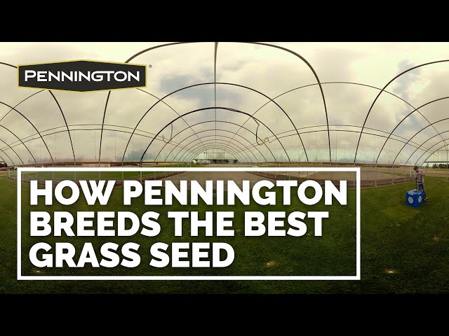 How Pennington Grass Seed Breeds the Best Grass Seed