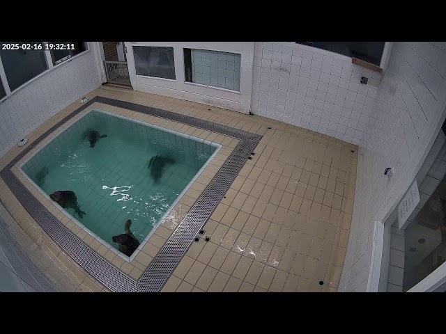 Seals live (4K) Binnenbad @ Seal Rehabilitation and Research Centre (Pieterburen, The Netherlands)