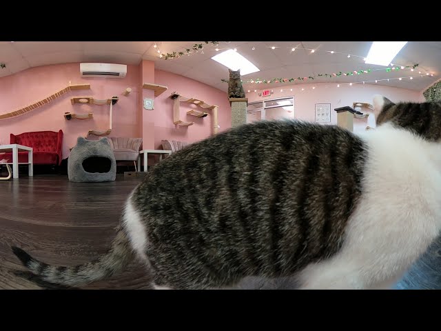 Tally Cat Cafe 360° Camera March 11th 2021