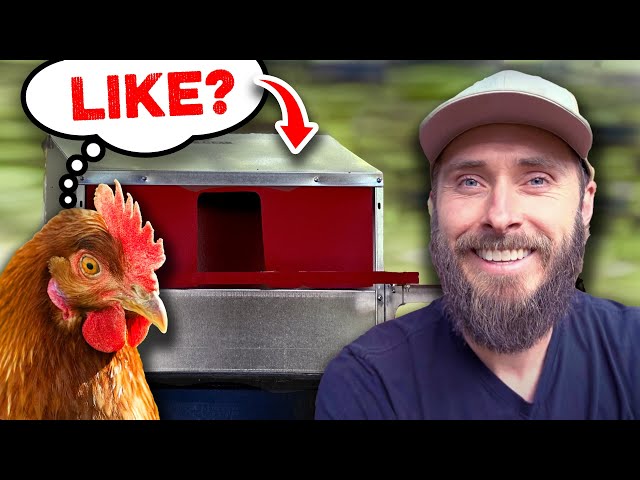 Do Our Backyard Chickens Like The HenGear Nest Box?