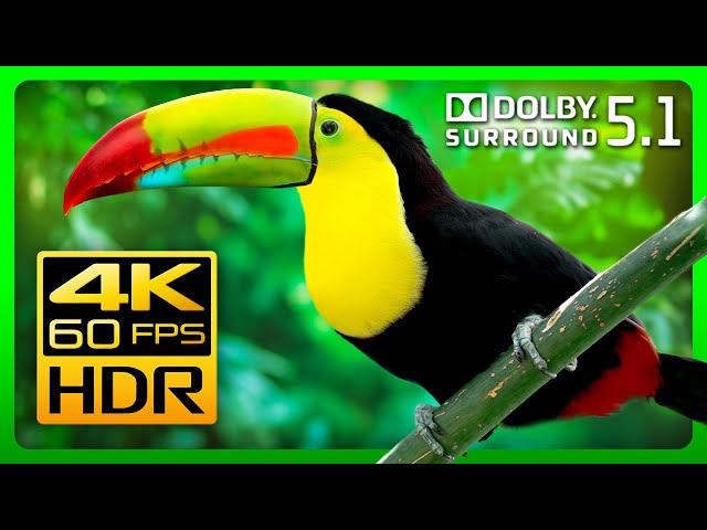 The Most Colorful Animals in Amazing 4K HDR - Relax with Nature Sounds