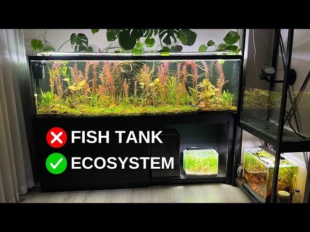 Understanding The Hidden Science Behind An Aquarium Ecosystem