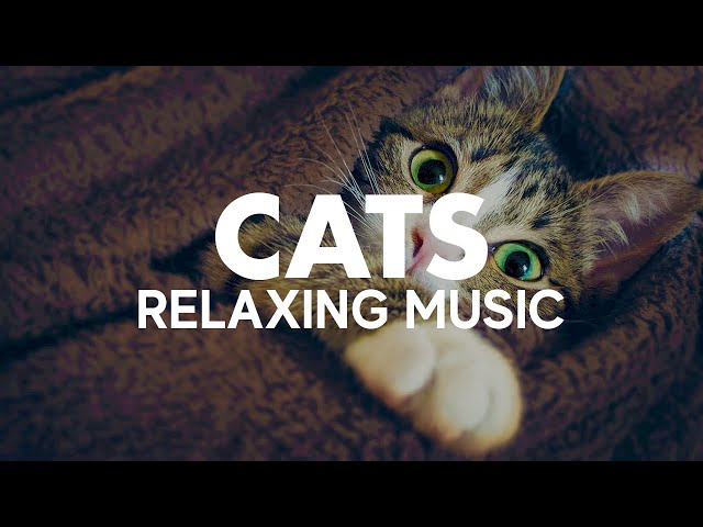 Adorable Cats Visuals! ~ Cute Kittens & Relaxing Music in Background for Stress Relief