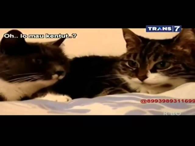 On The Spot Trans 7 Terbaru - 7 Aksi Kucing Lucu