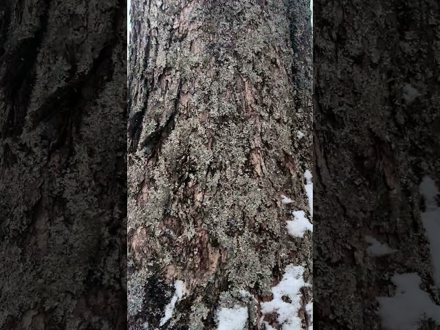 Snowy day in the sugarbush #homestead #vermontlife #vermont #subscribe #nature #vermontliving