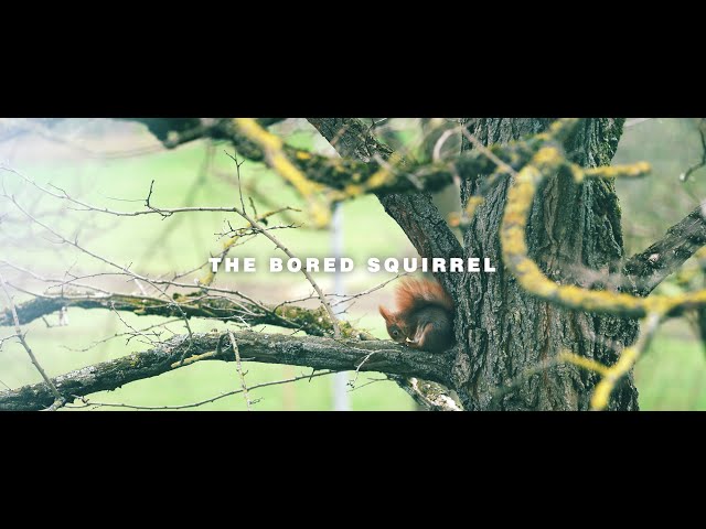 The Bored Squirrel 4k