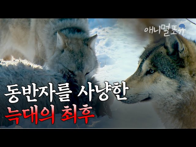 친구였던 말을 순식간에 사냥하는 늑대의 최후 I KBS 다큐멘터리 동아시아 생명 대탐사 아무르 110406 방송