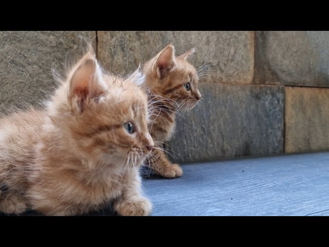 The Four Ginger Kittens : Meet the 2 Kittens of the quartet , meowing and searching their mom