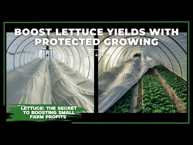 Caterpillar Tunnels: A Game-Changer for Lettuce Farmers (Part 4 of 10)