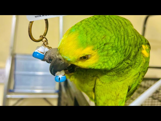 🐦‍🔥Kukkuma 🦜special #amazonparrot #parrot #yt #pets #petlokam #keralapets #youtube #trending #cute