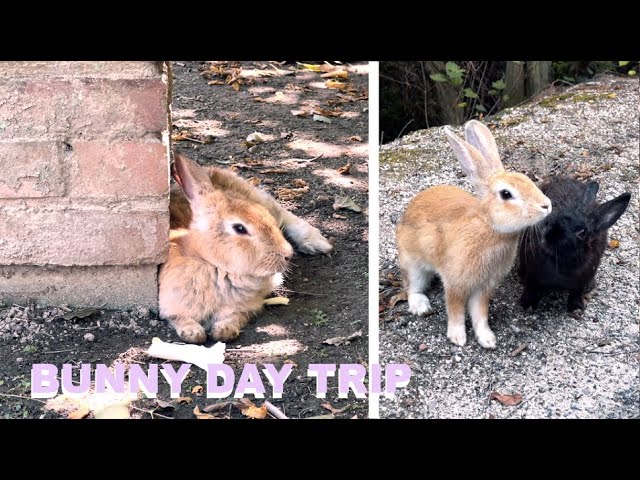 Day Trip to Japan's Rabbit Island 🐰