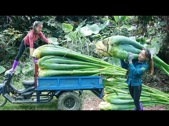 30 Days, Use 3-wheeled Vehicle Harvesting All Kinds Of Agricultural Products Go To Market Sell