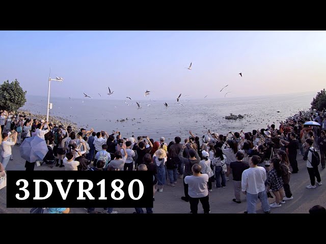 深圳湾【海鸥盛况3D】 VR180 CICI ｜出地铁见海观日落骑行 ｜深圳海景｜深圳湾公园海鸥｜骑车｜海边落日｜出地铁看海｜海滨长廊｜深圳攻略｜深圳新年游玩2024｜深圳新年好去处｜新年北上｜南山区