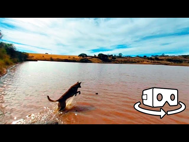 Perros en realidad virtual | VR Experience #223