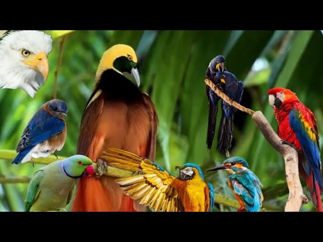 Breathtaking Variety of Birds in Different Colors – Relaxation and Meditation Music, Tweeting Birds